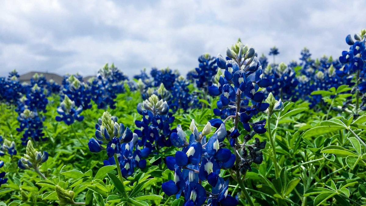 Community aid volunteers