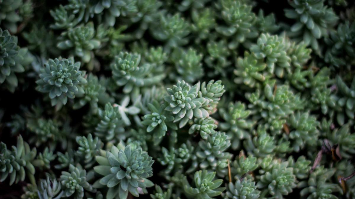 School building and students